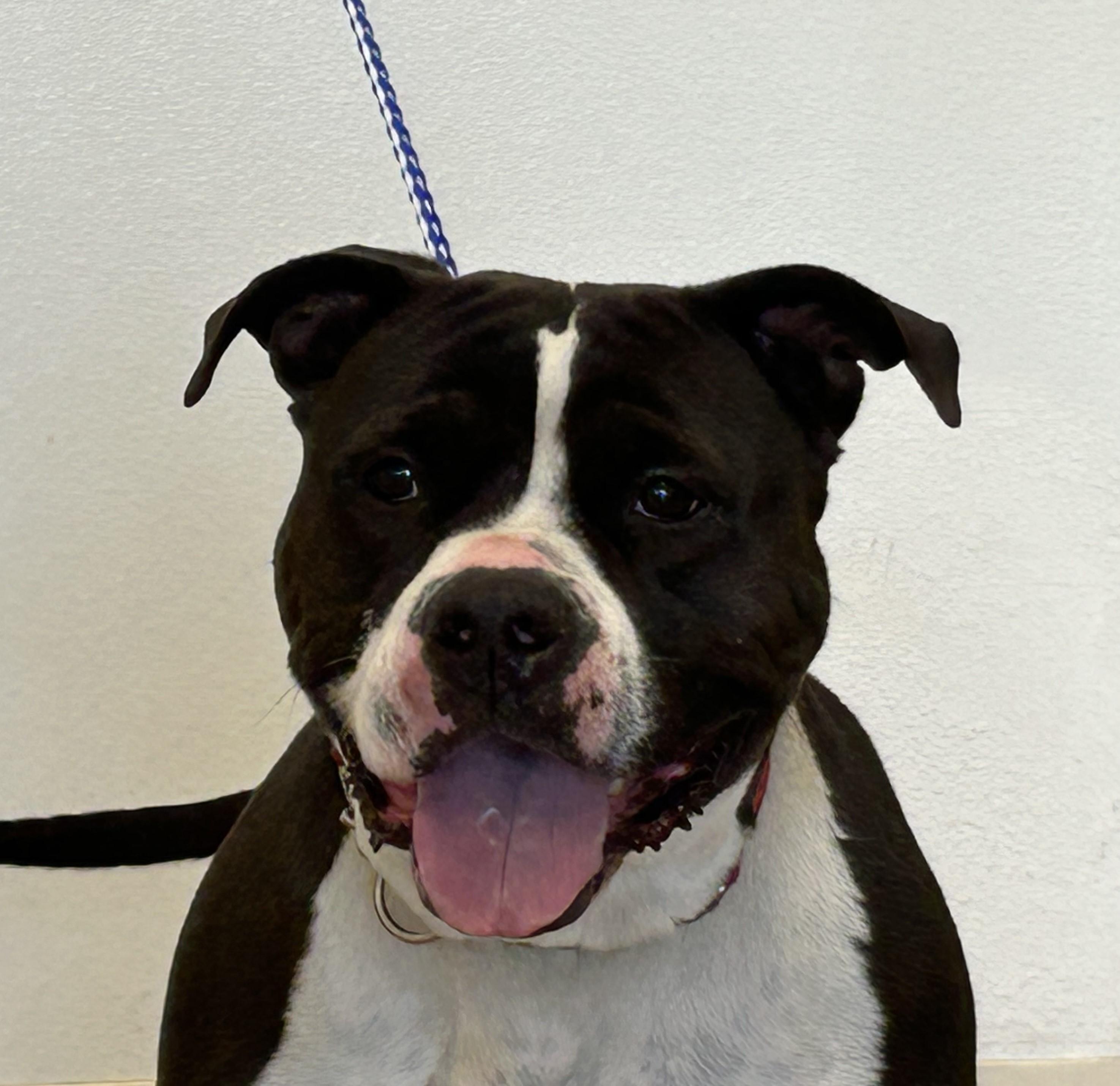 Roxy, Adult Female American Staffordshire Terrier