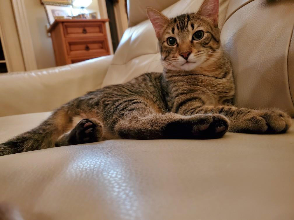 Andy and Amy, Adoptable, Young Male Domestic Short Hair.