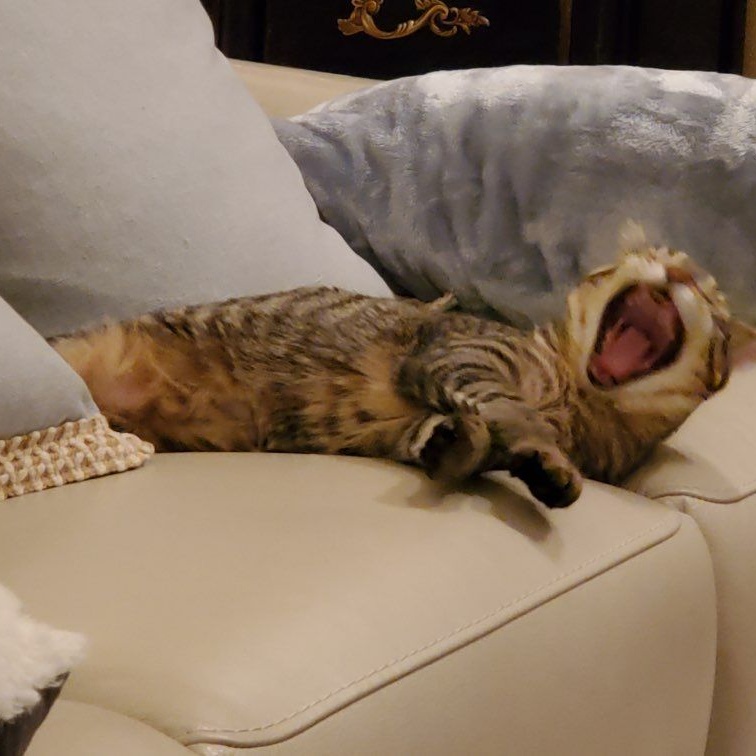 Enlarge Andy and Amy, a Adoptable mixed breed in Kenosha , WI image 2/8