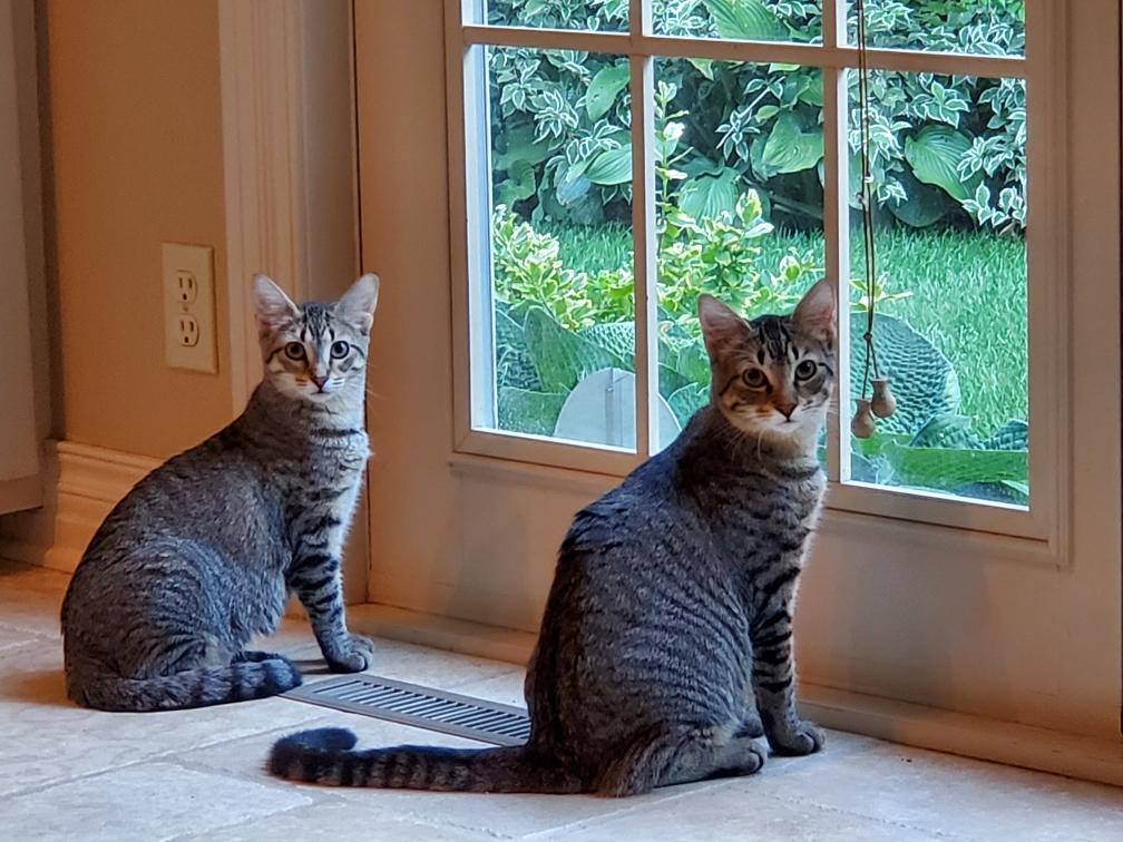 Andy and Amy, Young Male Domestic Short Hair