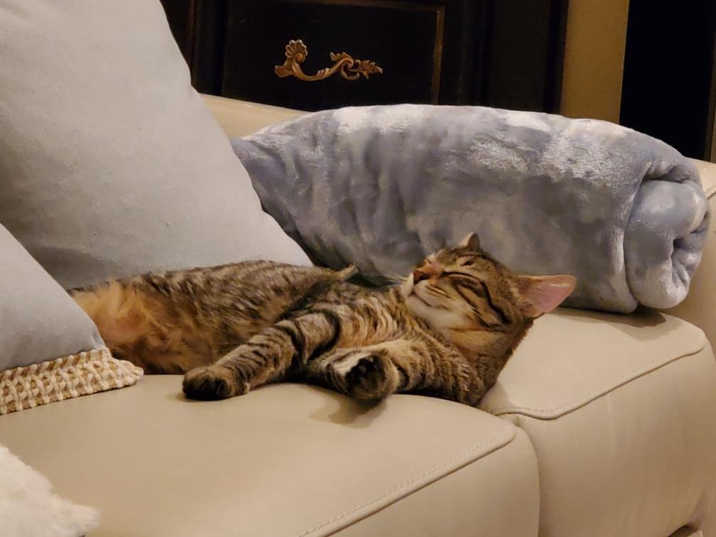 Enlarge Andy and Amy, a Adoptable mixed breed in Kenosha , WI image 4/8