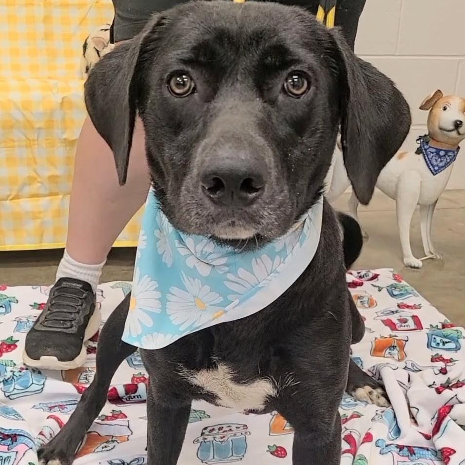 Edna, a Adoptable Black Labrador Retriever in Enterprise, AL image 2/2