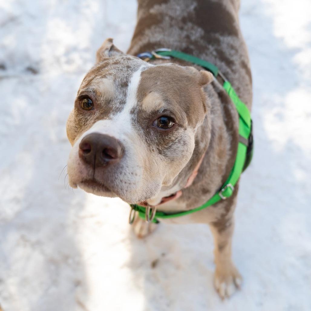 Enlarge Tank, a Adoptable Staffordshire Bull Terrier in Baltimore, MD image 1/6