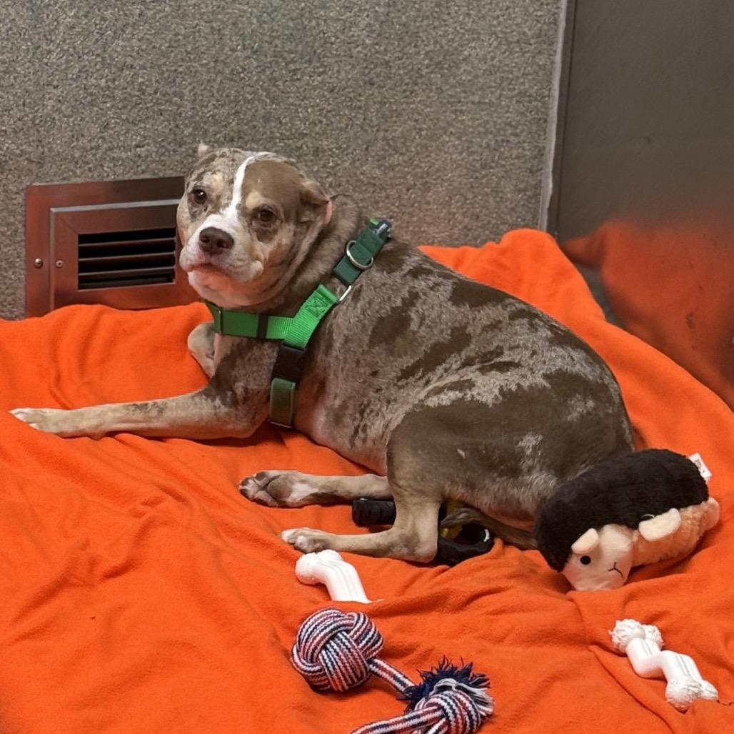 Tank, Adoptable, Adult Male Staffordshire Bull Terrier.