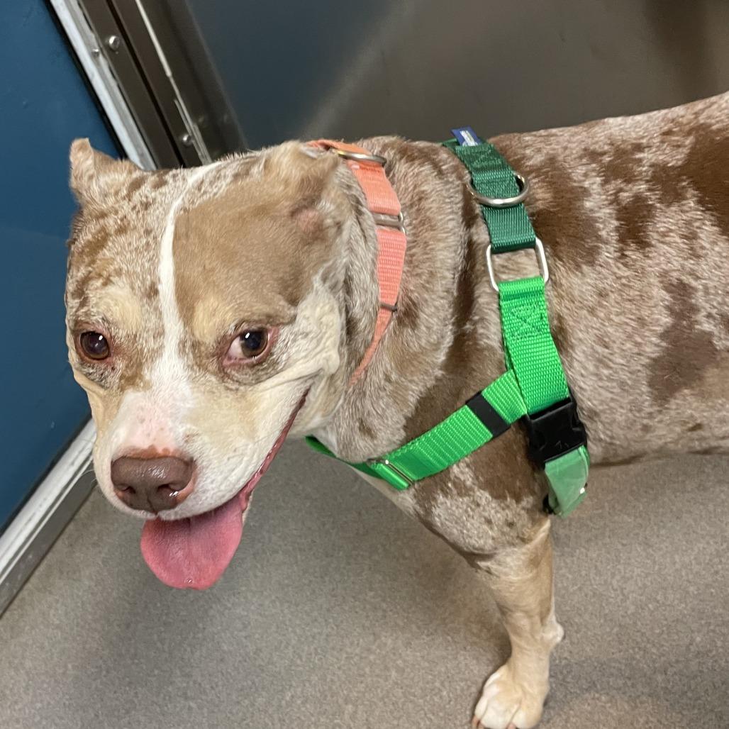 Enlarge Tank, a Adoptable Staffordshire Bull Terrier in Baltimore, MD image 3/6