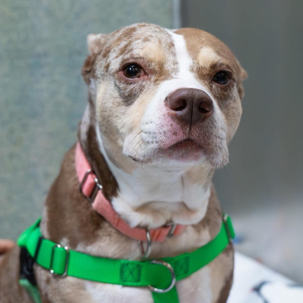 Enlarge Tank, a Adoptable Staffordshire Bull Terrier in Baltimore, MD image 4/6