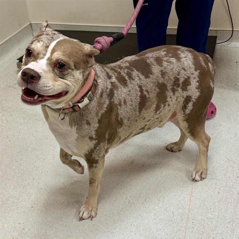 Enlarge Tank, a Adoptable Staffordshire Bull Terrier in Baltimore, MD image 5/6