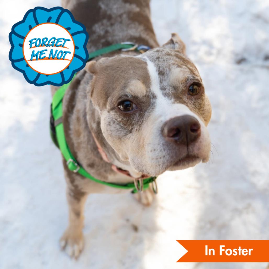 Enlarge Tank, a Adoptable Staffordshire Bull Terrier in Baltimore, MD image 6/6