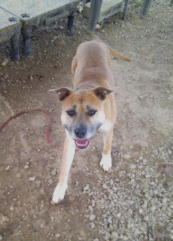 Enlarge BAMBI, an adoptable Mixed Breed in Pegram, TN image 4/6