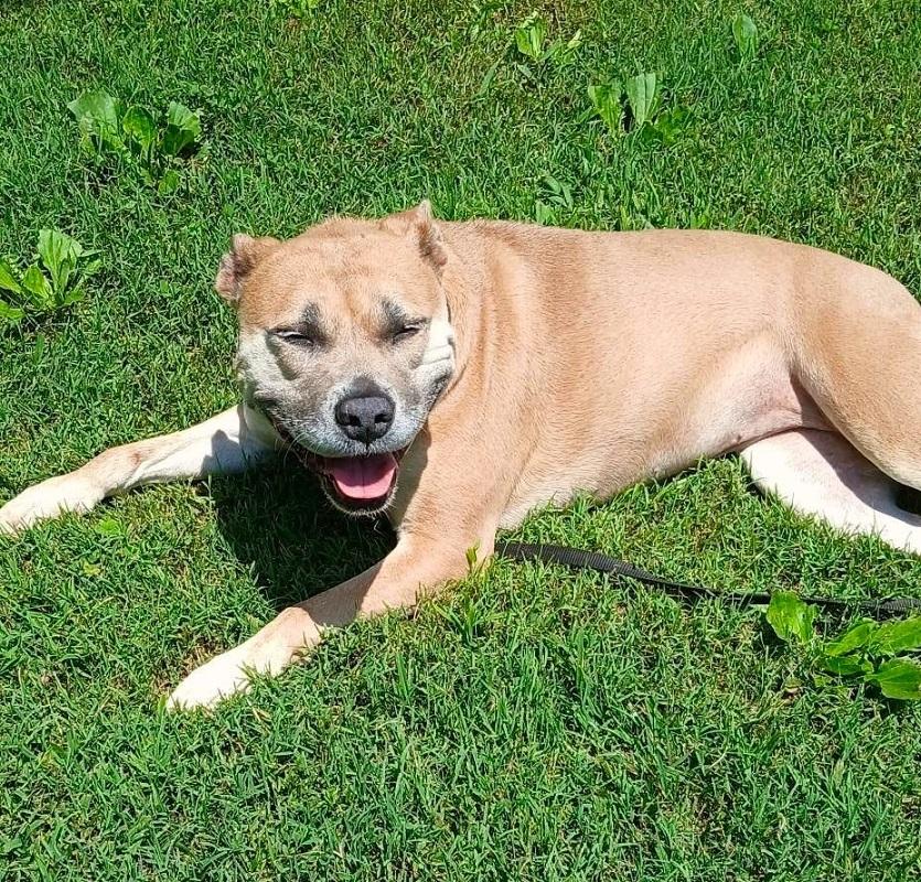 Enlarge BAMBI, an adoptable Mixed Breed in Pegram, TN image 4/6