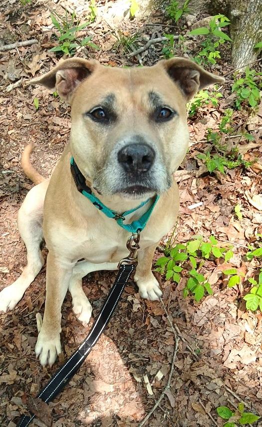 Enlarge BAMBI, an adoptable Mixed Breed in Pegram, TN image 6/6