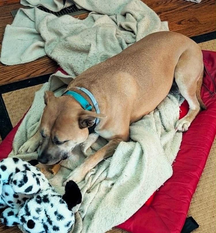 Enlarge BAMBI, an adoptable Mixed Breed in Pegram, TN image 5/6