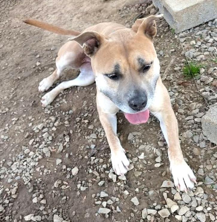 Enlarge BAMBI, an adoptable Mixed Breed in Pegram, TN image 5/6