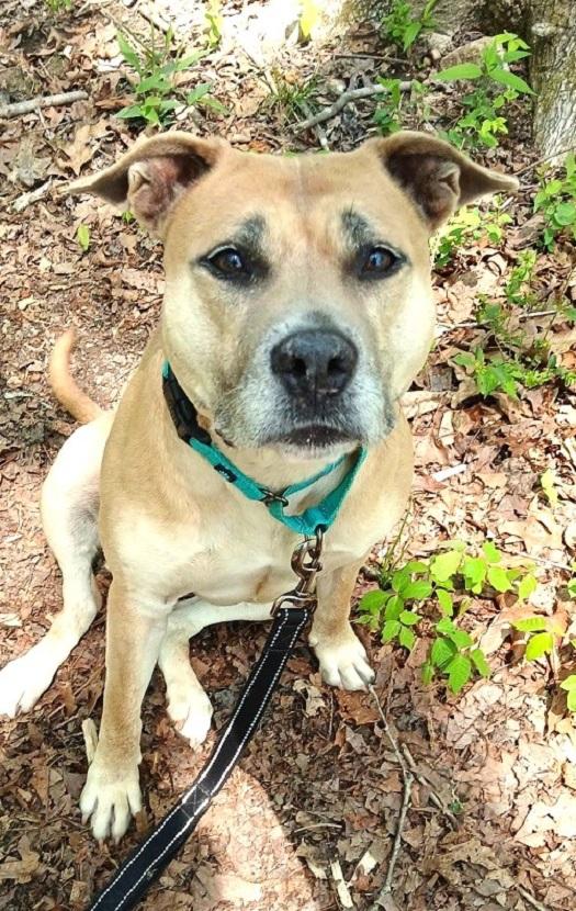 Enlarge BAMBI, an adoptable Mixed Breed in Pegram, TN image 6/6