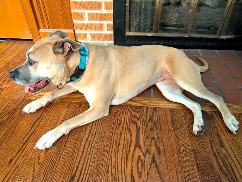 Enlarge BAMBI, an adoptable Mixed Breed in Pegram, TN image 1/6