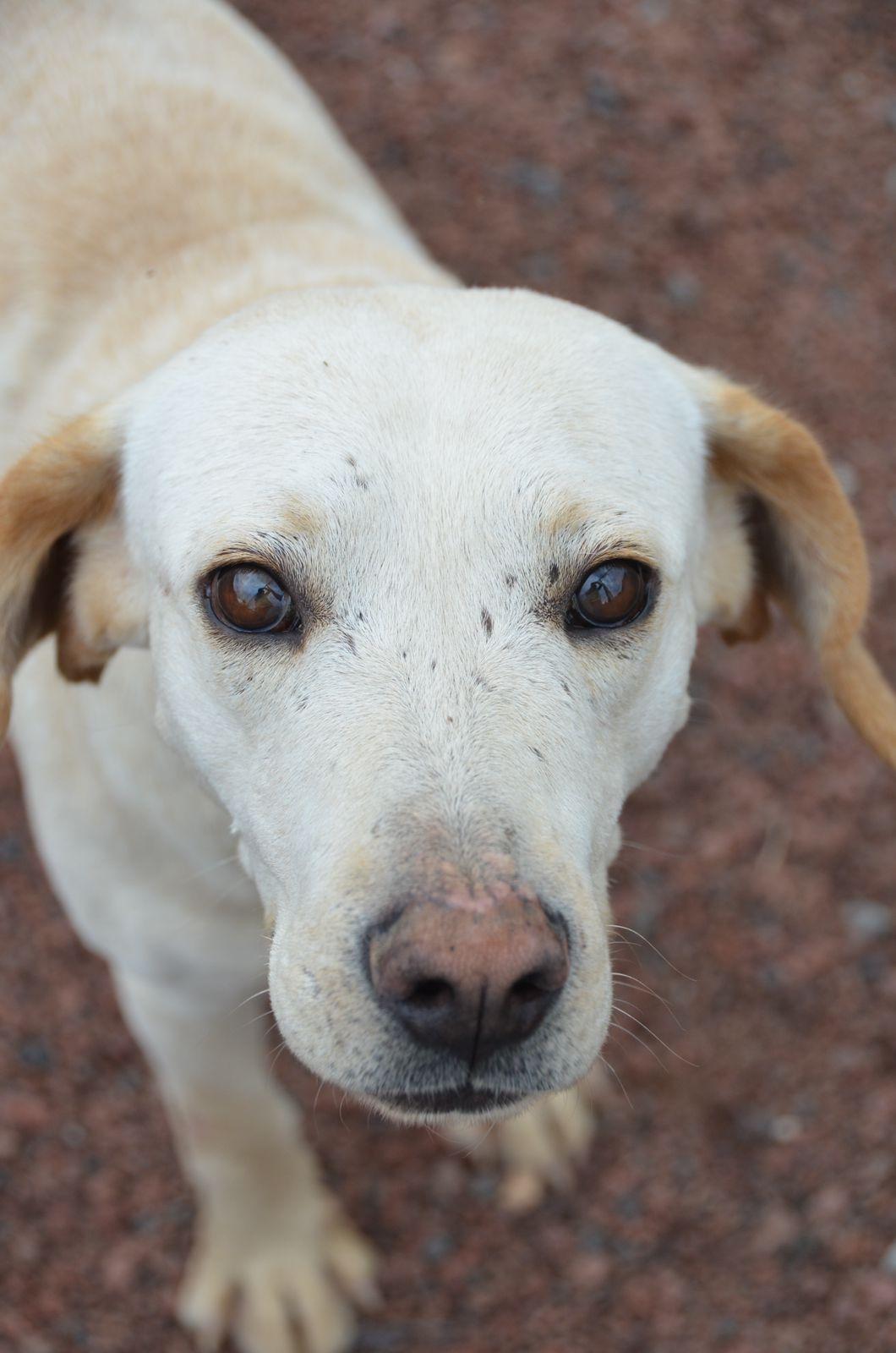 Boris, a Adoptable mixed breed in London, ON image 1/6