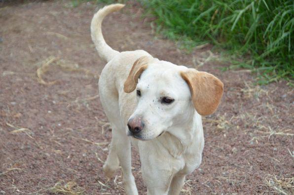 Boris, a Adoptable mixed breed in London, ON image 2/6