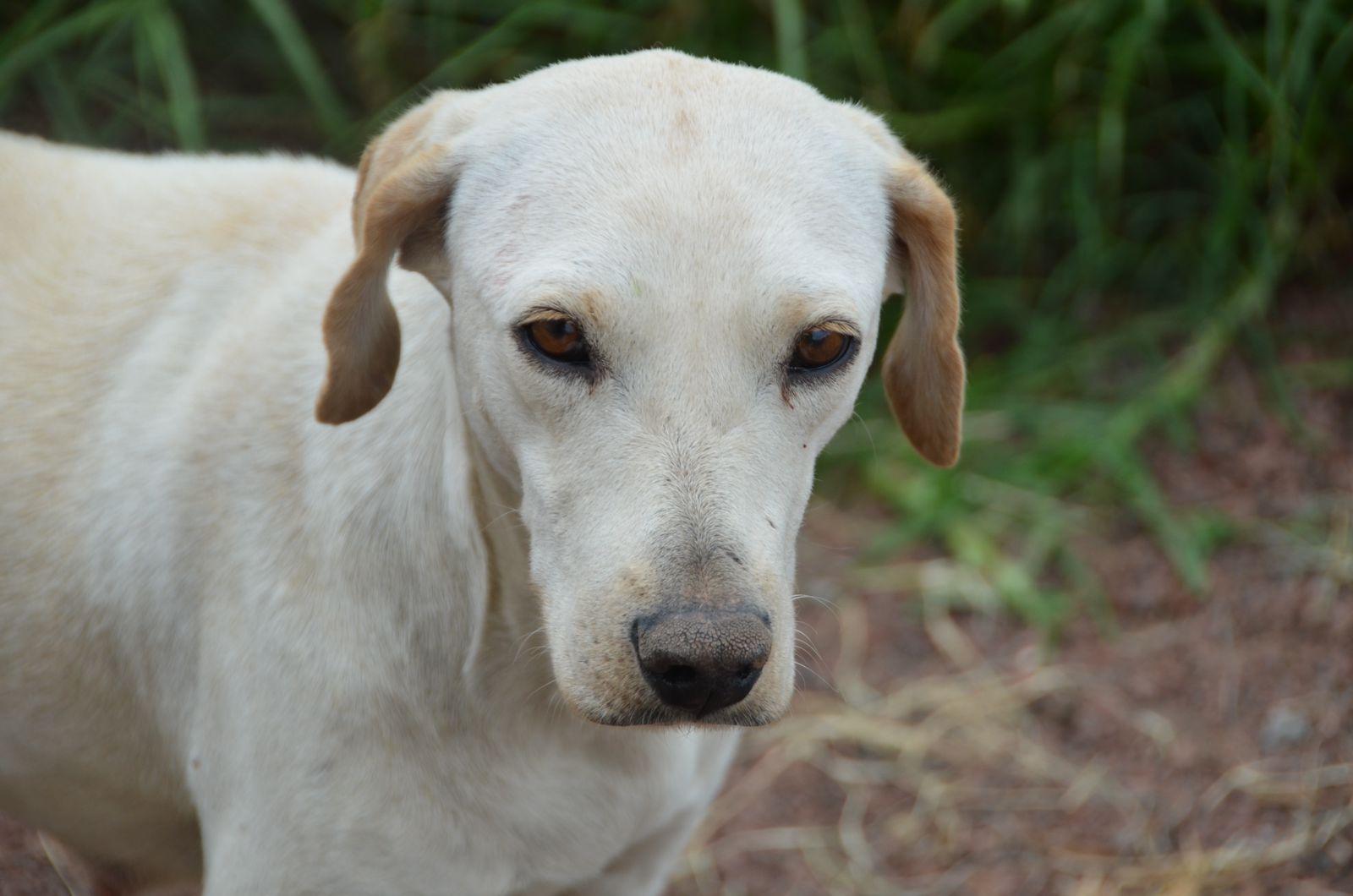Boris, a Adoptable mixed breed in London, ON image 3/6