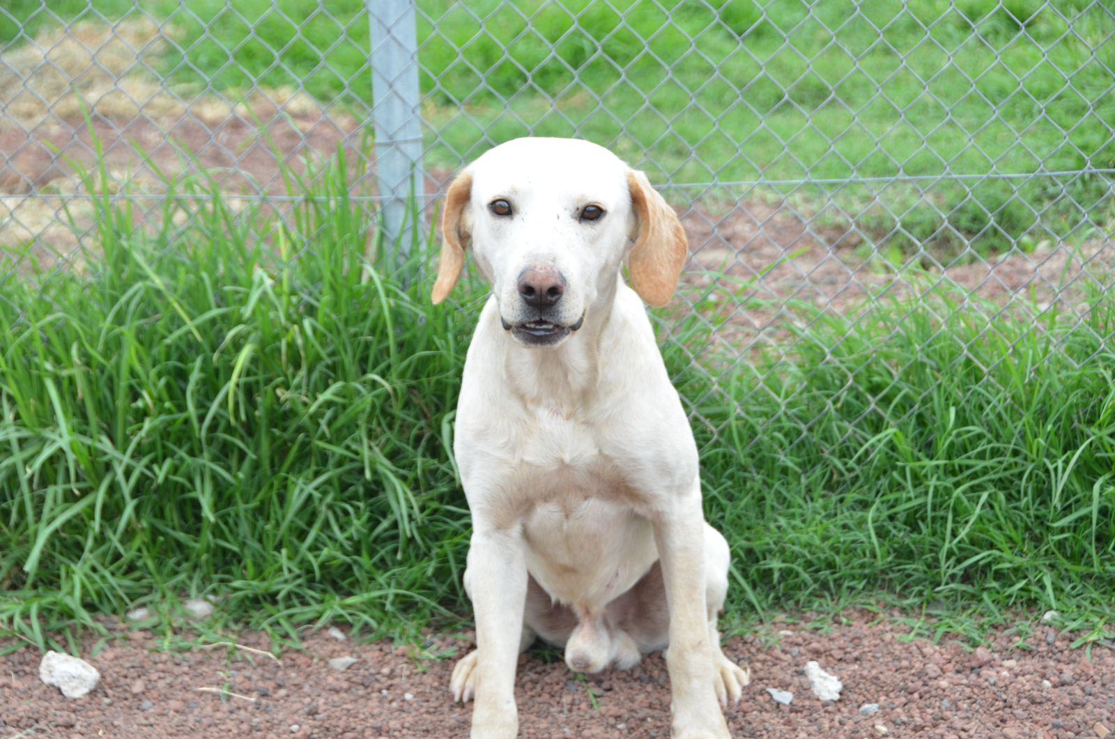 Boris, a Adoptable mixed breed in London, ON image 4/6