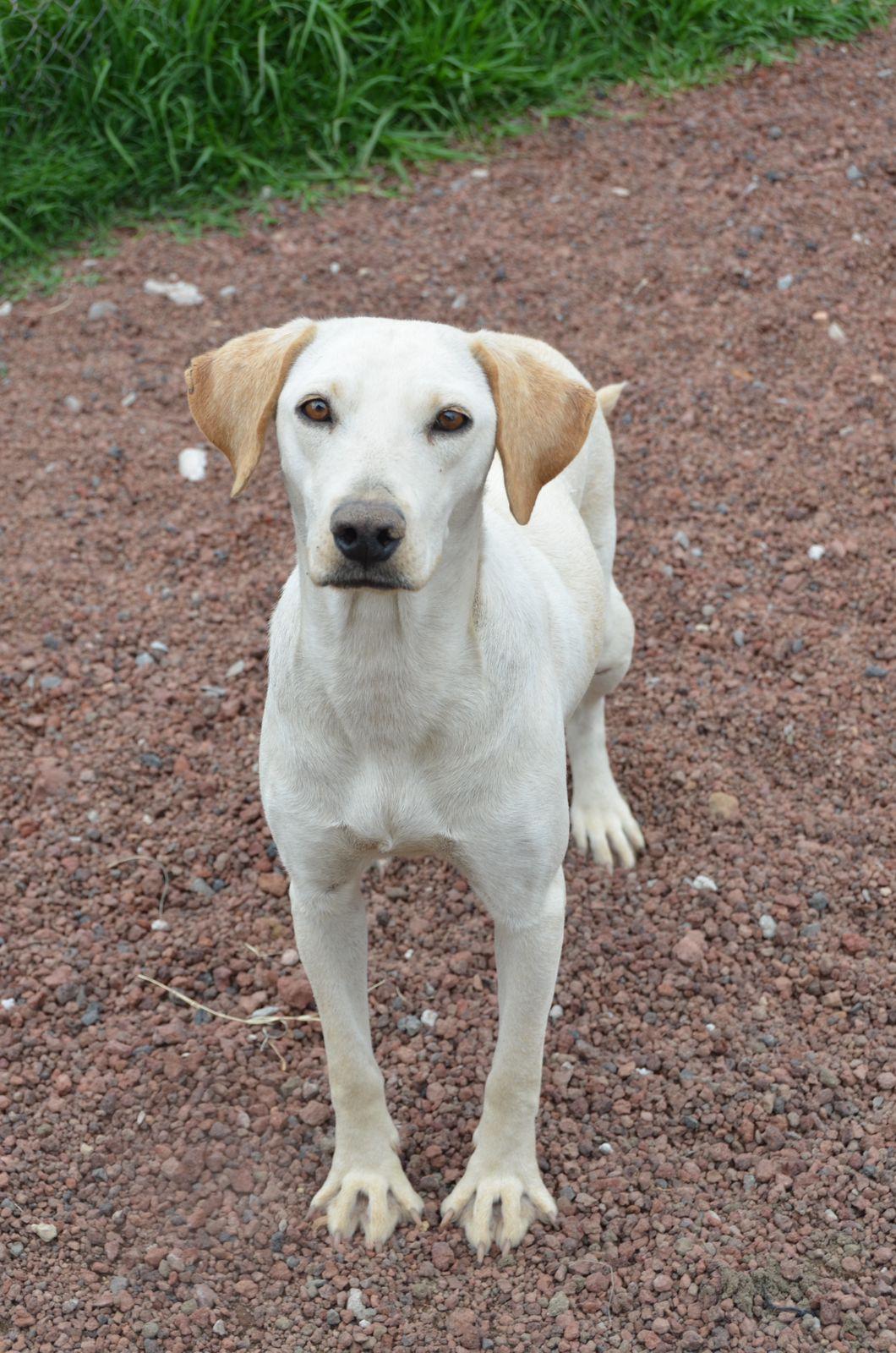 Boris, a Adoptable mixed breed in London, ON image 5/6