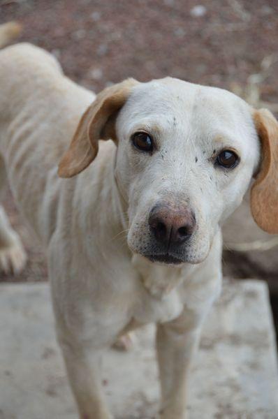 Boris, a Adoptable mixed breed in London, ON image 6/6