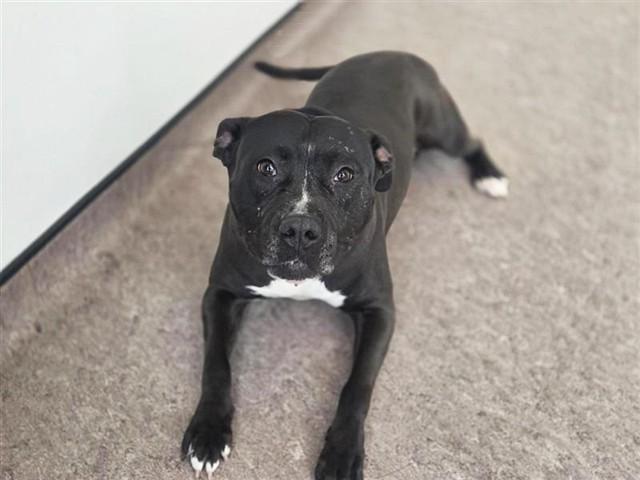 DORSEY, Adoptable, Adult Female Pit Bull Terrier.