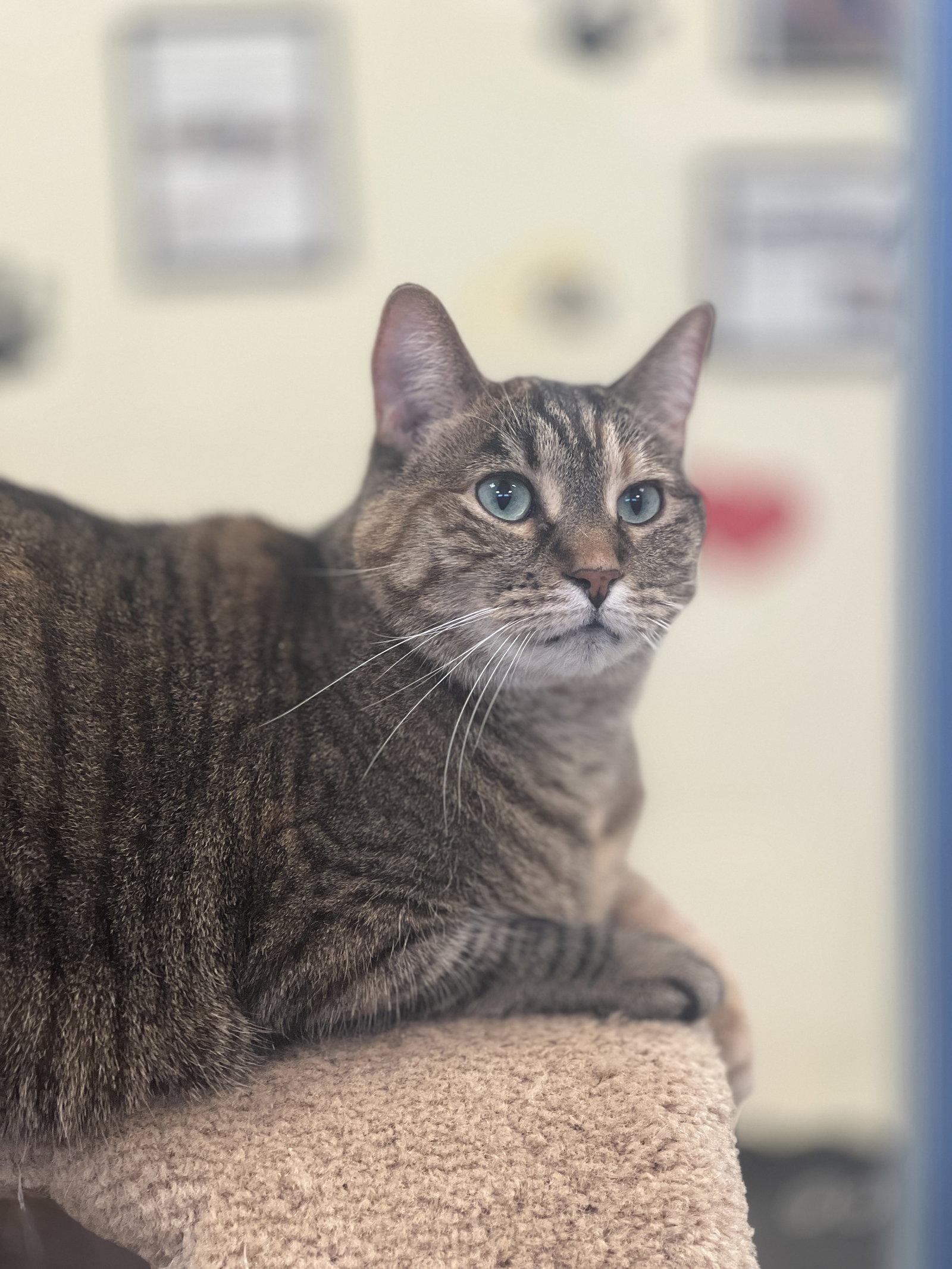 Enlarge Jazz, a Adoptable Domestic Short Hair in Webster, WI image 1/3