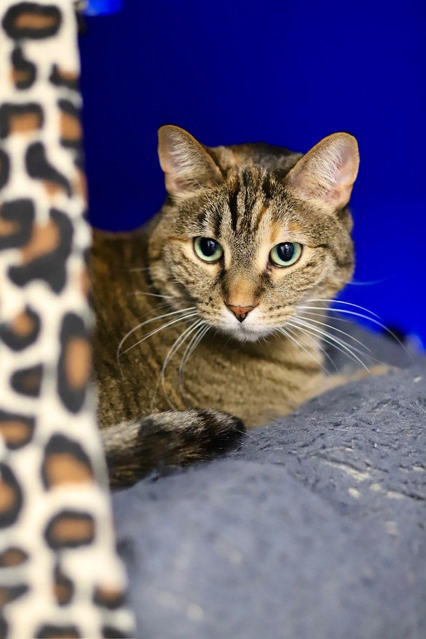 Enlarge Jazz, a Adoptable Domestic Short Hair in Webster, WI image 2/3