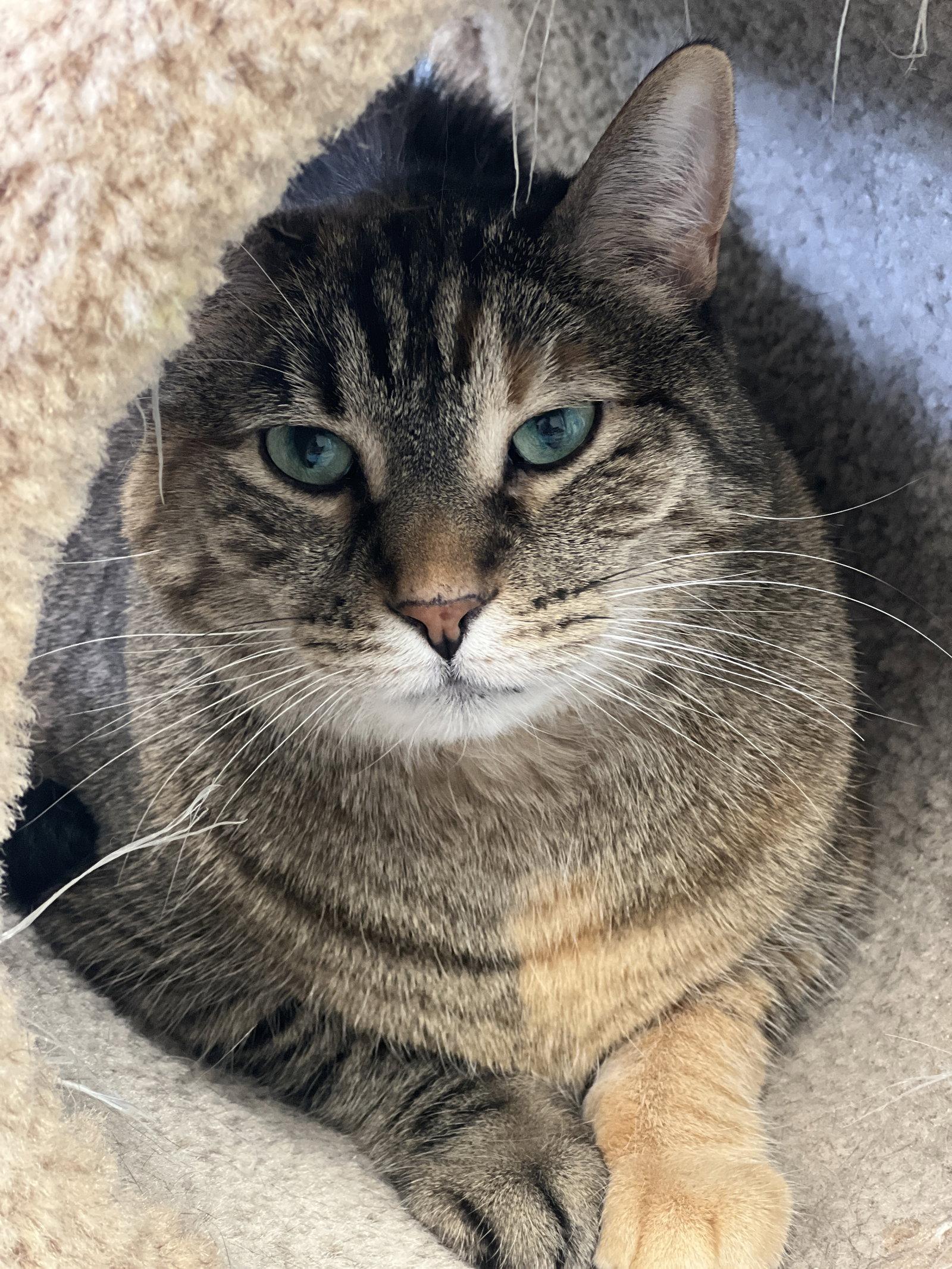 Enlarge Jazz, a Adoptable Domestic Short Hair in Webster, WI image 3/3