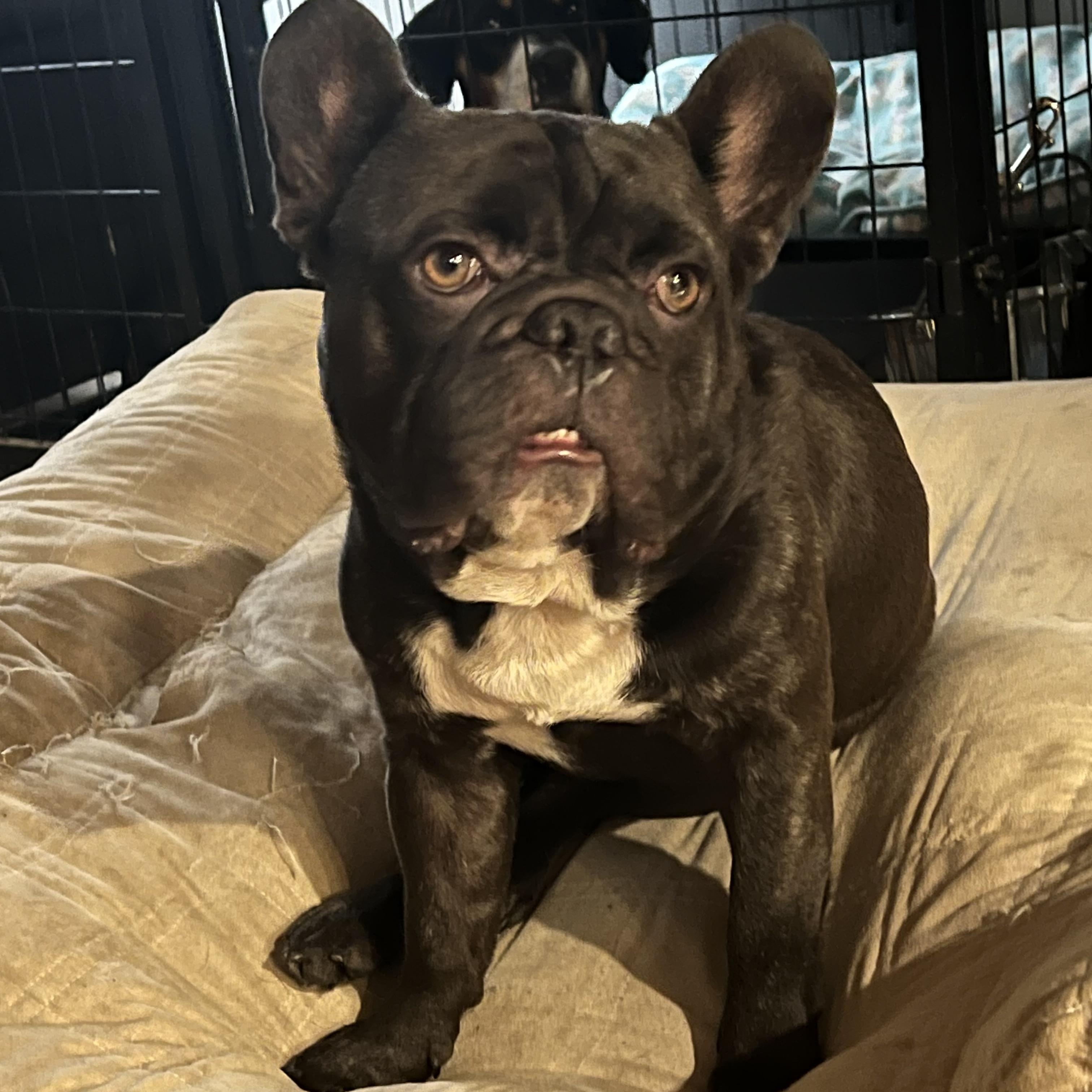 Malcom, Adopted, Adult Male French Bulldog.