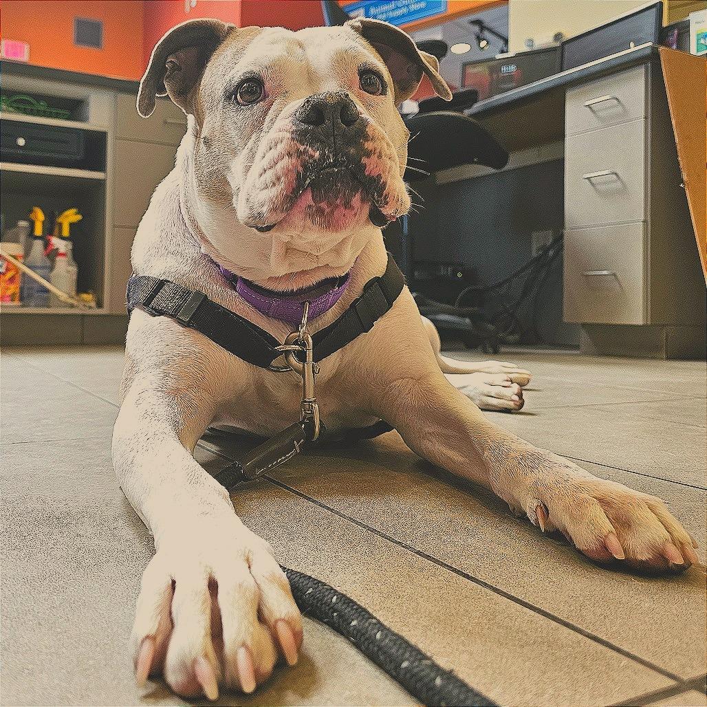 Stella, Adoptable, Adult Female English Bulldog & Boxer.