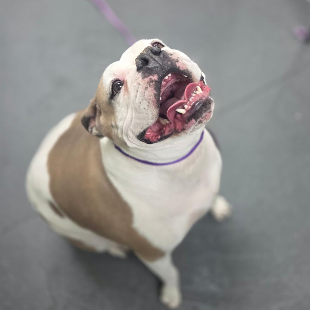 Enlarge Stella, a Adoptable mixed breed in Albuquerque, NM image 2/6