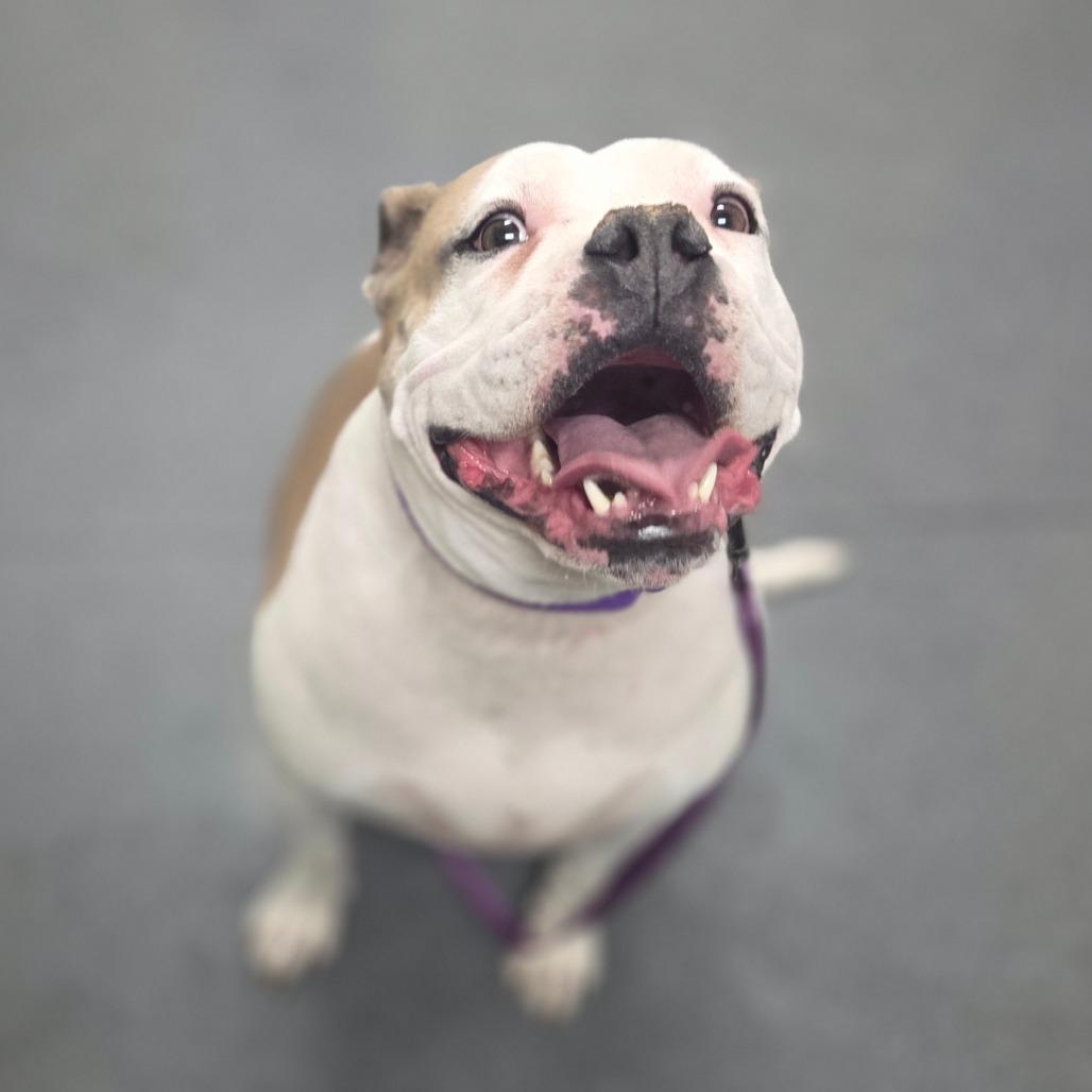 Enlarge Stella, a Adoptable mixed breed in Albuquerque, NM image 3/6