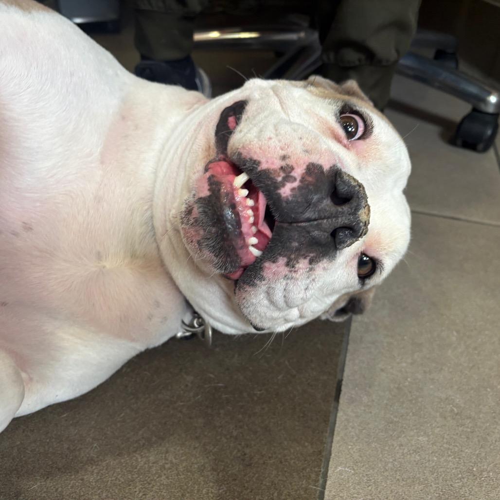 Enlarge Stella, a Adoptable mixed breed in Albuquerque, NM image 4/6