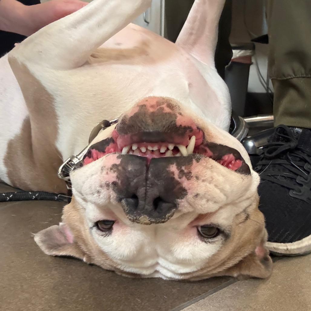 Enlarge Stella, a Adoptable mixed breed in Albuquerque, NM image 5/6