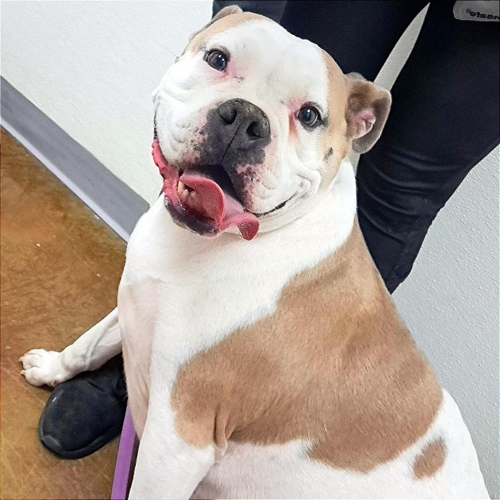 Enlarge Stella, a Adoptable mixed breed in Albuquerque, NM image 6/6