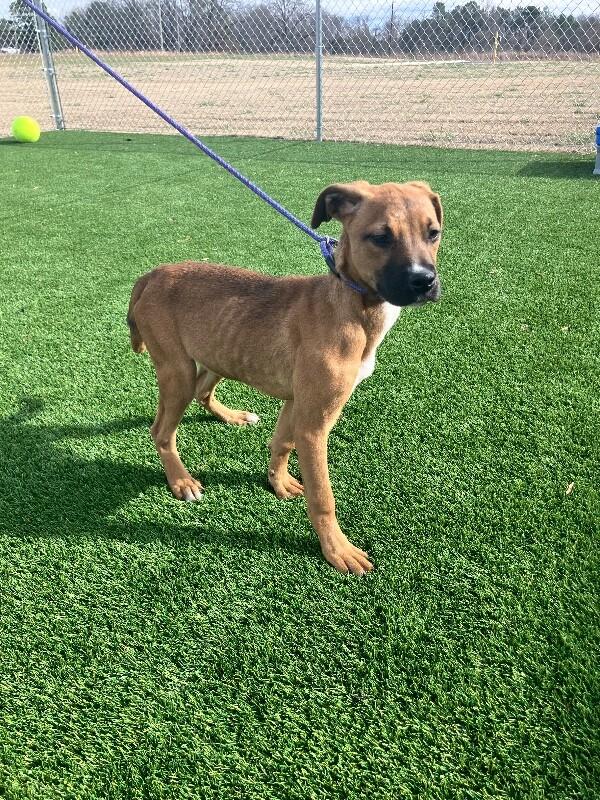Jane, Adoptable, Young Female Boxer & Pit Bull Terrier.