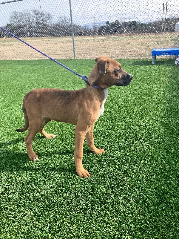 Enlarge Jane, a Adoptable mixed breed in Jackson, TN image 2/3