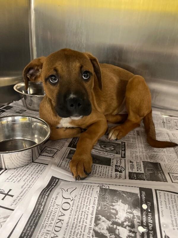 Enlarge Jane, a Adoptable mixed breed in Jackson, TN image 3/3