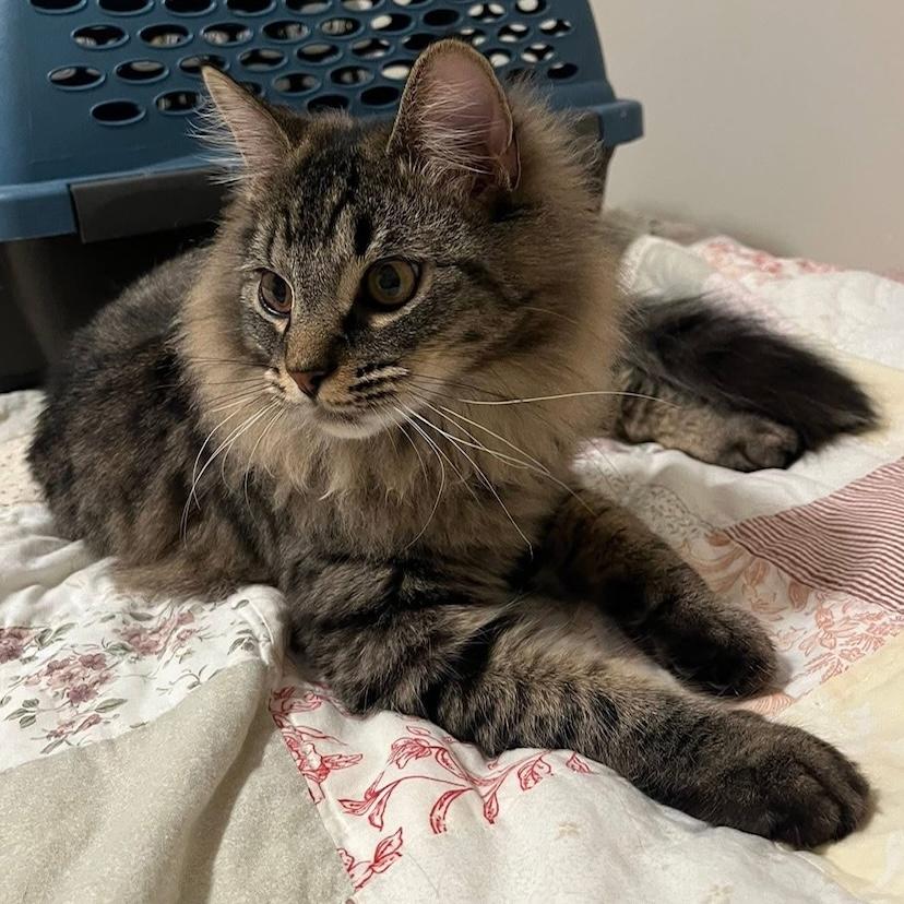 *MILEY, adopted, Kitten Female Tabby.