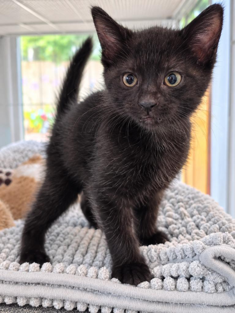 Miso (Green Collar), Adoptable, Kitten Female Domestic Short Hair.