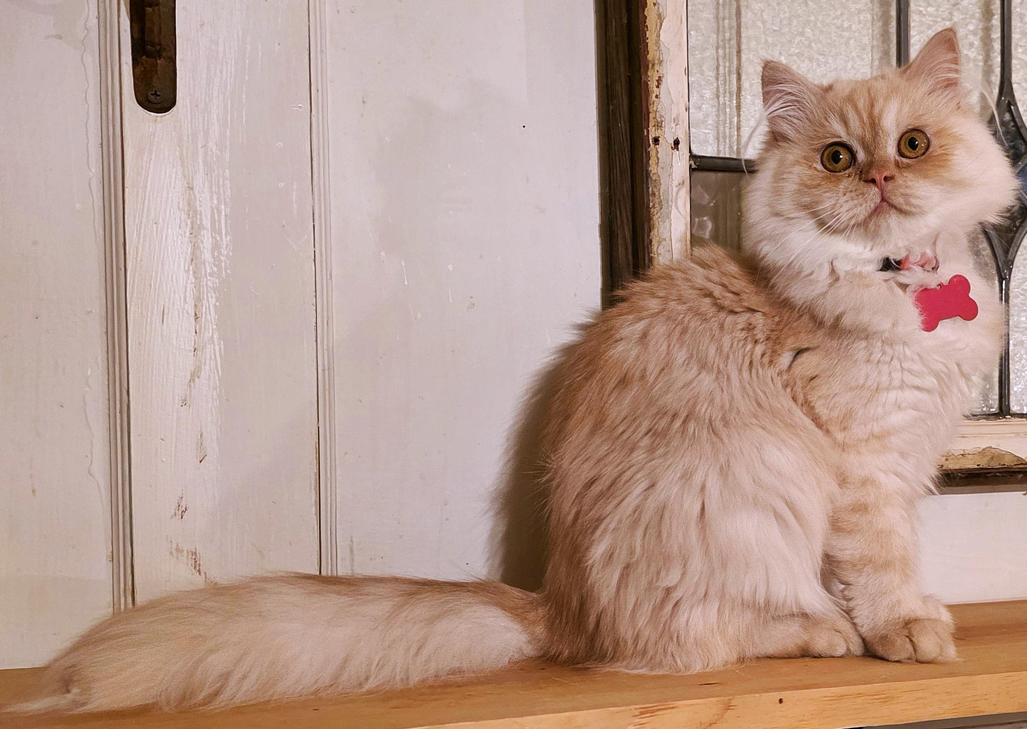 Enlarge Chantilly, a ADOPTABLE Persian in Converse, TX image 2/6