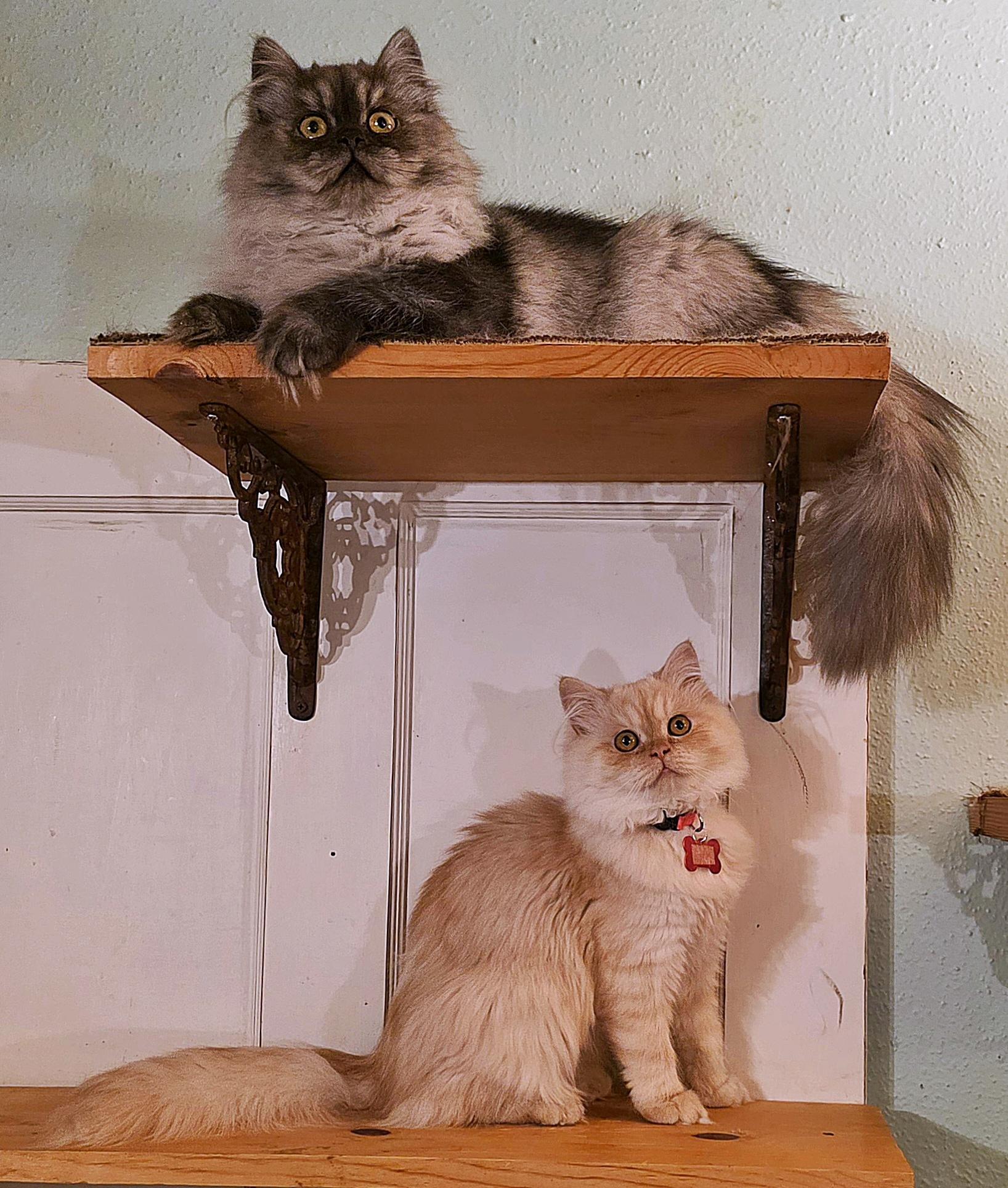 Enlarge Chantilly, a ADOPTABLE Persian in Converse, TX image 6/6