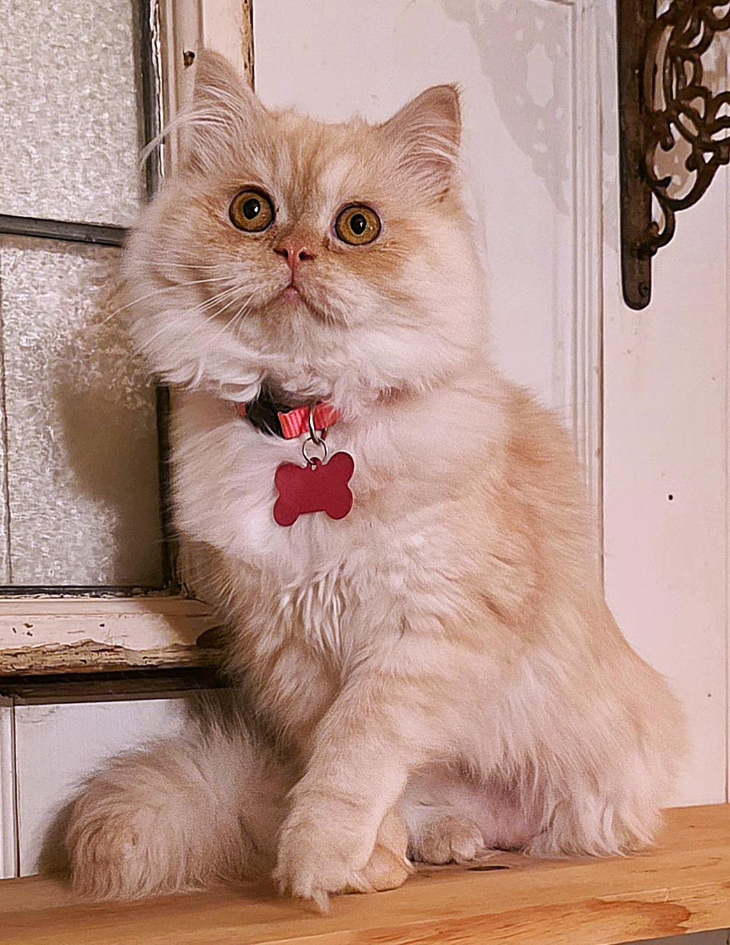 Enlarge Chantilly, a ADOPTABLE Persian in Converse, TX image 3/6