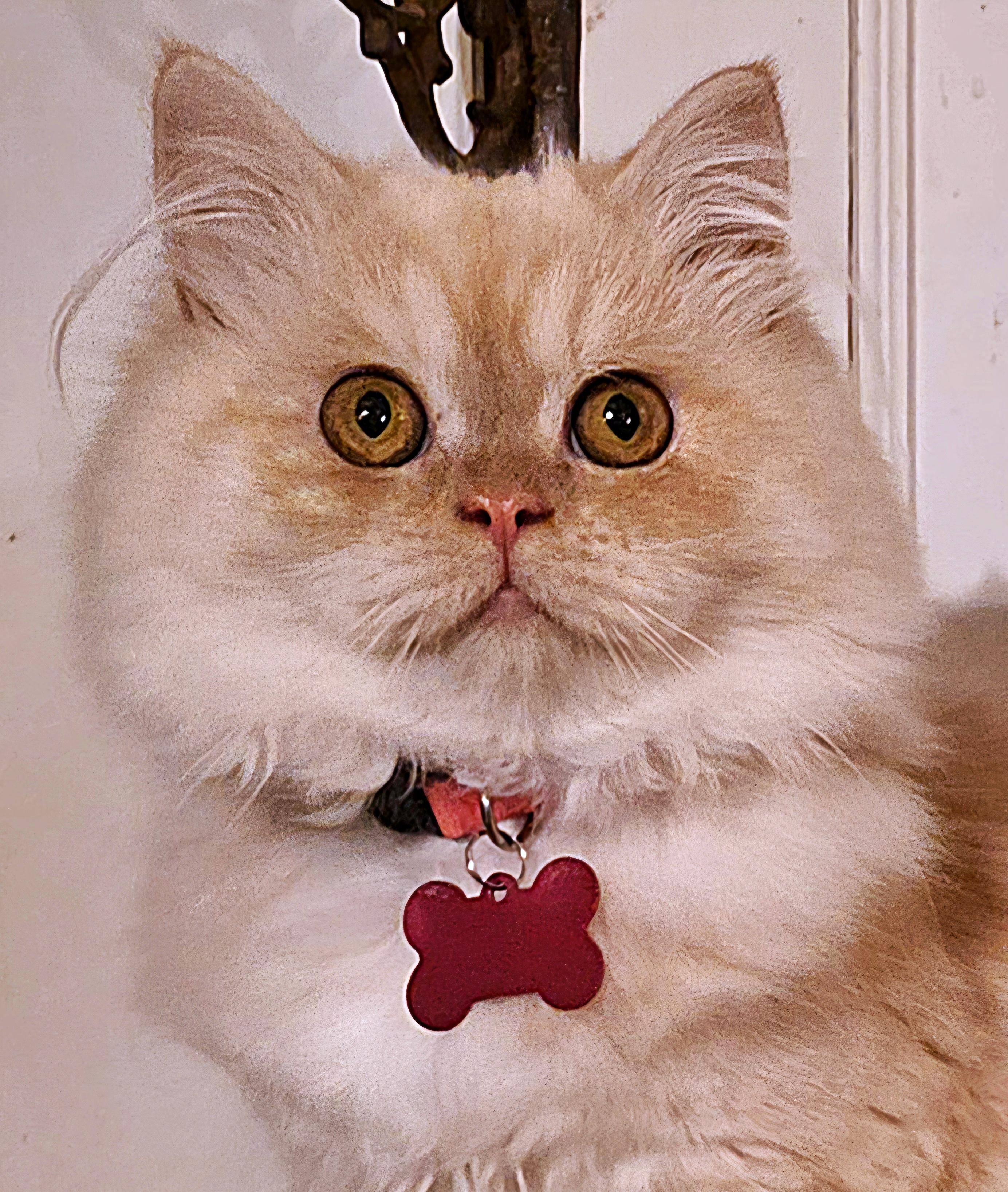 Enlarge Chantilly, a ADOPTABLE Persian in Converse, TX image 1/6