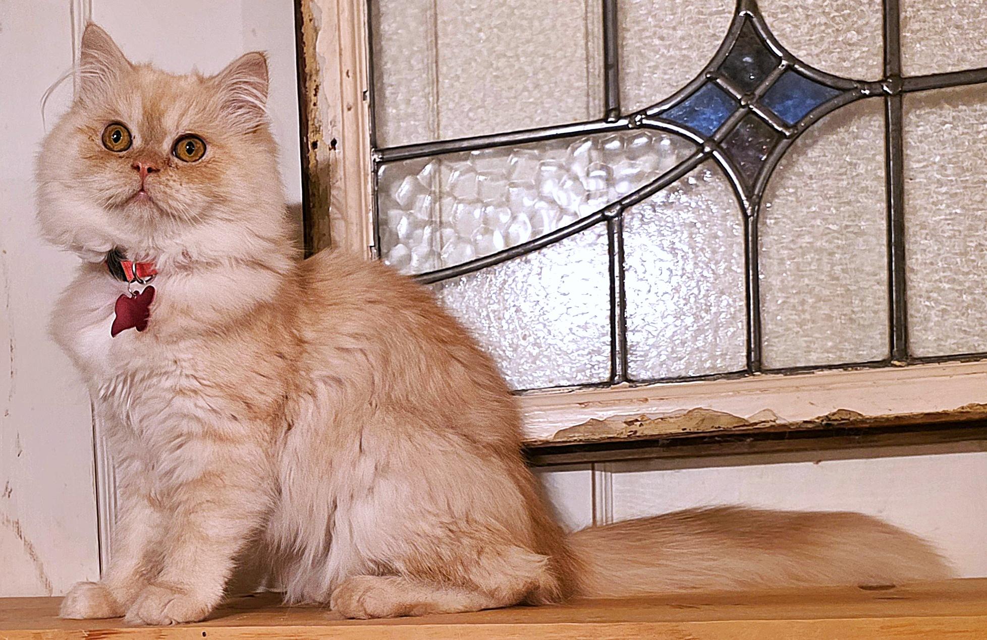 Enlarge Chantilly, a ADOPTABLE Persian in Converse, TX image 4/6
