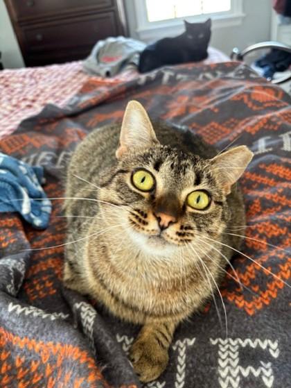 Enlarge Pawnee - Available in Foster, a Adoptable Domestic Short Hair in Madison, NJ image 1/3