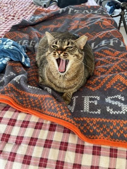 Pawnee - Available in Foster, Adoptable, Adult Female Domestic Short Hair & Domestic Short Hair.