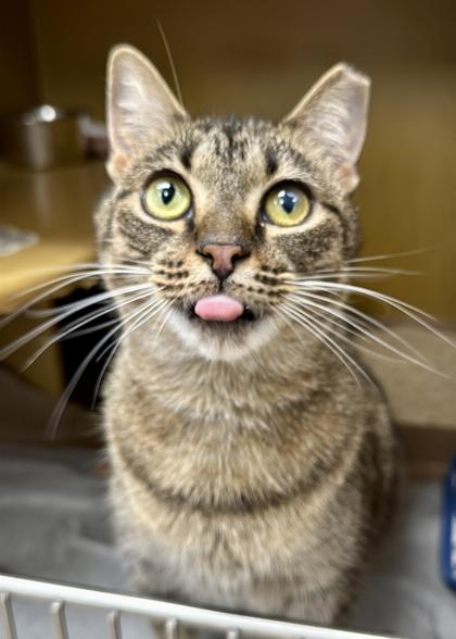 Enlarge Pawnee - Available in Foster, a Adoptable Domestic Short Hair in Madison, NJ image 3/3