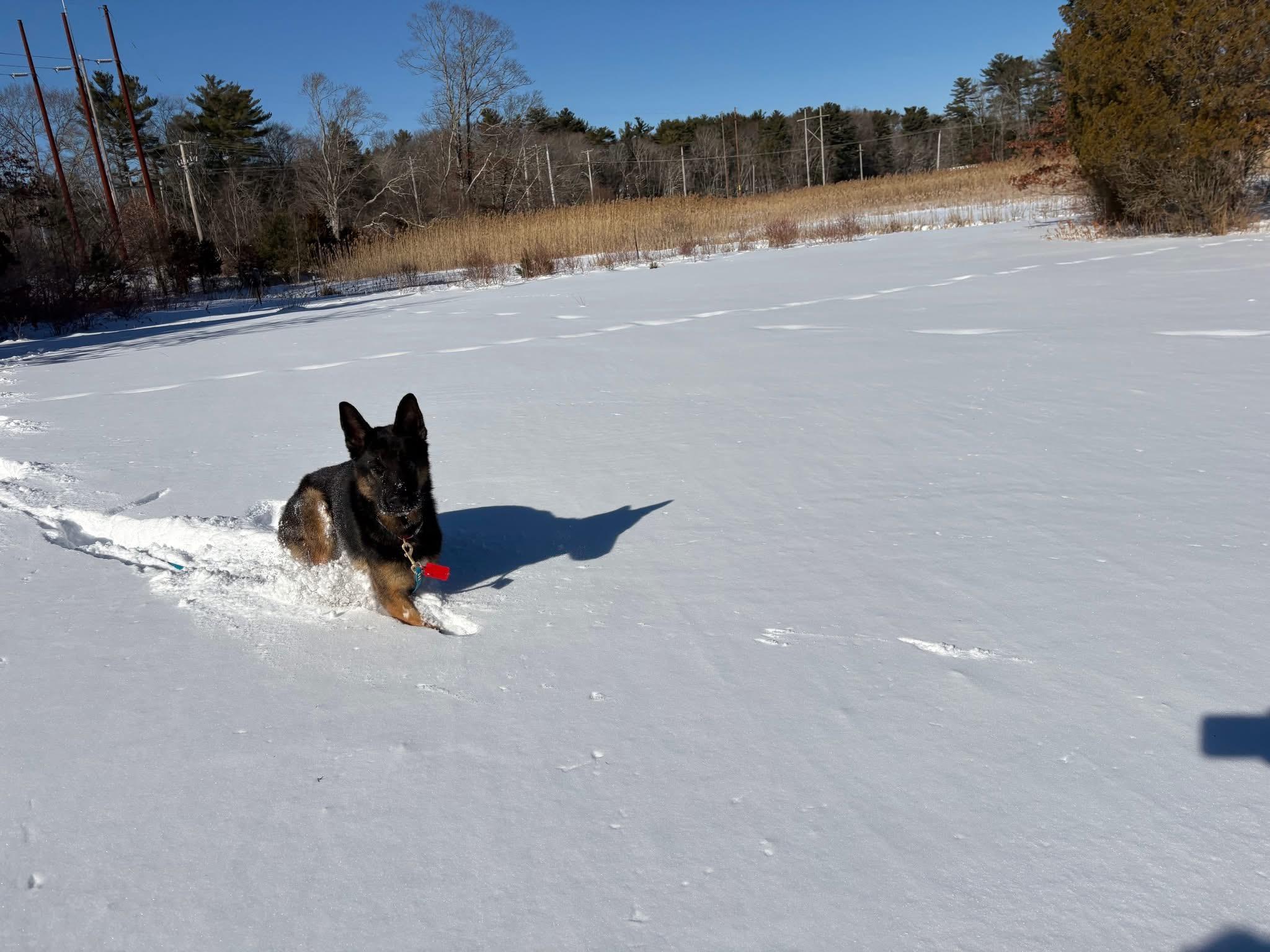 Enlarge Ace, an adopted German Shepherd Dog in Duxbury, MA image 4/4